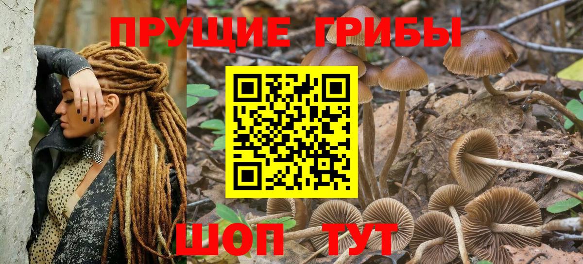 Псилоцибиновые грибы Psilocybine cubensis Сухой Лог
